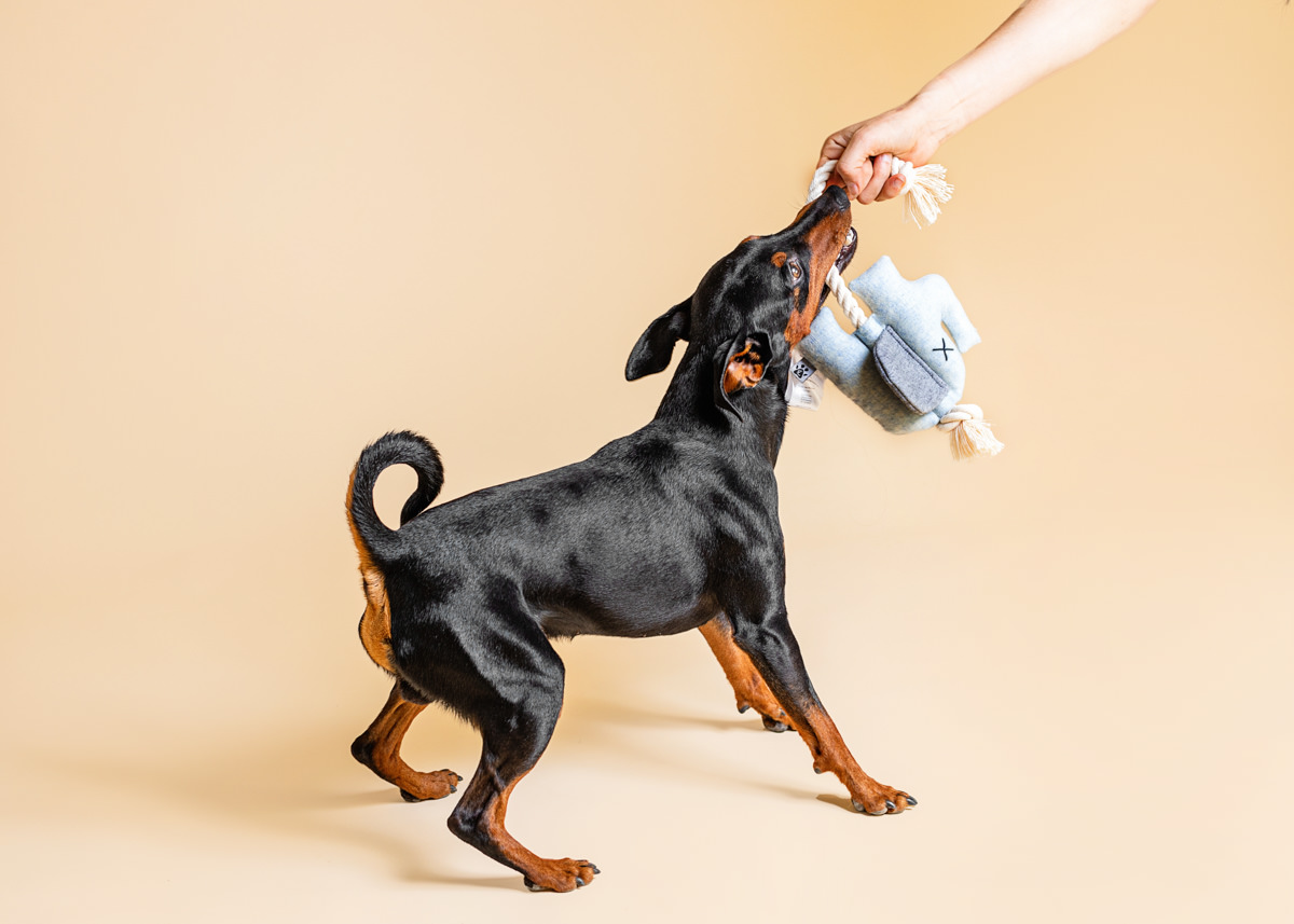 fotografia zwierzęca zdjęcie czarnego psa szarpiącego zabawkę na brązowym tle zdjęcia reklamowe kraków