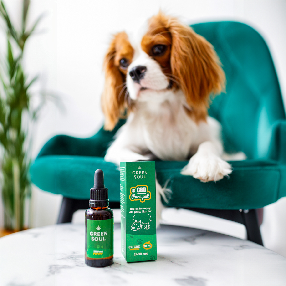 zdjęcie reklamowe zielona butelka z zielonym opakowaniem na białym stole w tle biało brązowy pies siedzący na zielonym fotelu