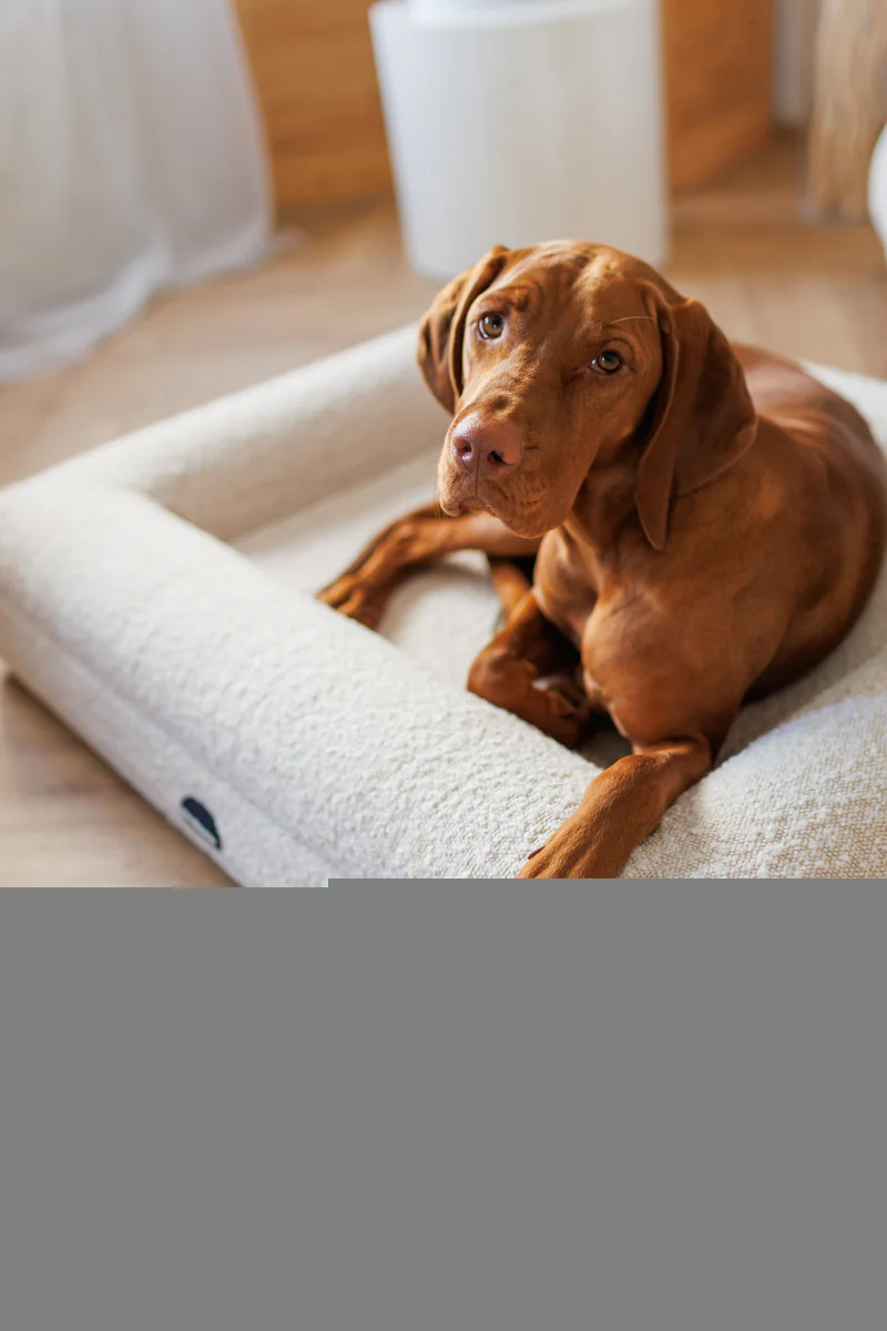 Fotografia produktowa dla branży zoologicznej