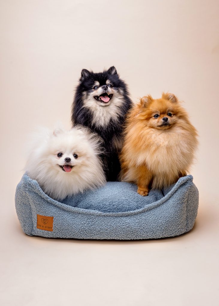 Dog and story psiaki 32