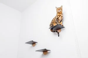 zdjęcie produktowe akcesoriów dla zwierząt