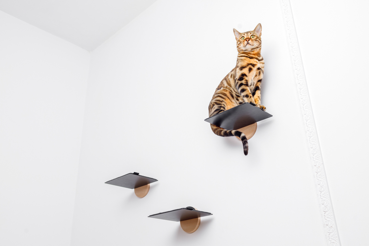 zdjęcie produktowe akcesoriów dla zwierząt