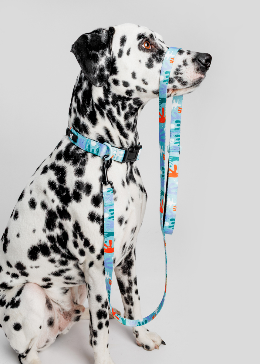 Fotografia produktowa dla branży zoologicznej