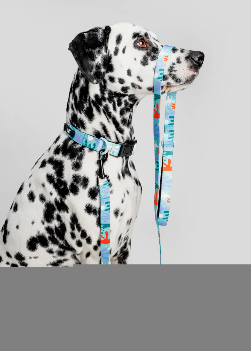 Fotografia produktowa dla branży zoologicznej