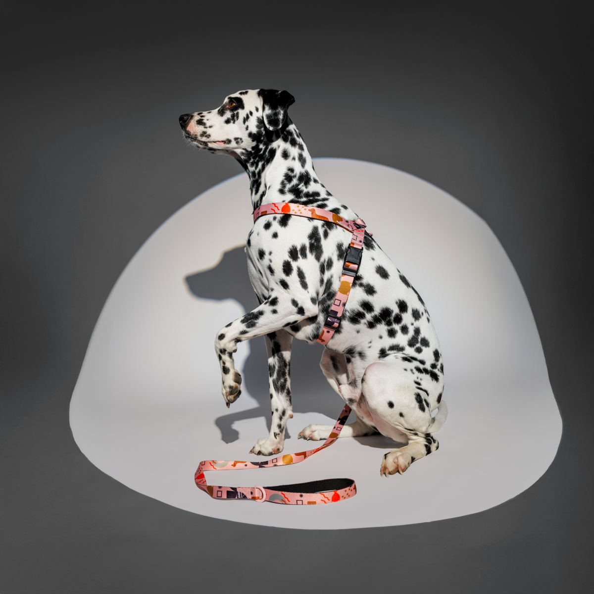 Fotografia produktowa dla branży zoologicznej Rzeszów Warszawa Kraków