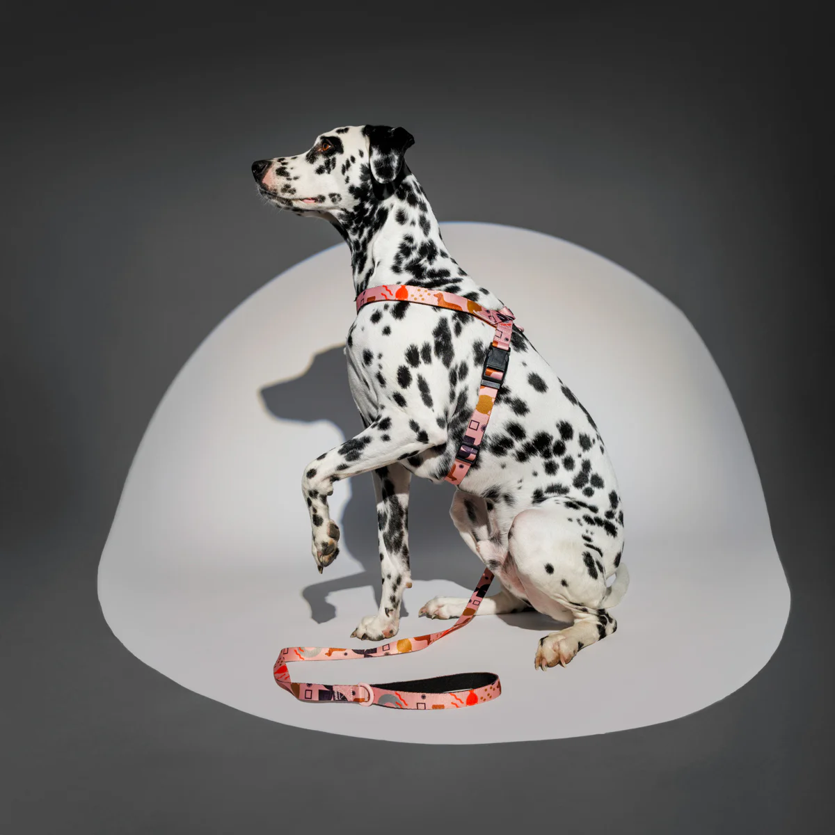 Fotografia produktowa dla branży zoologicznej Rzeszów Warszawa Kraków