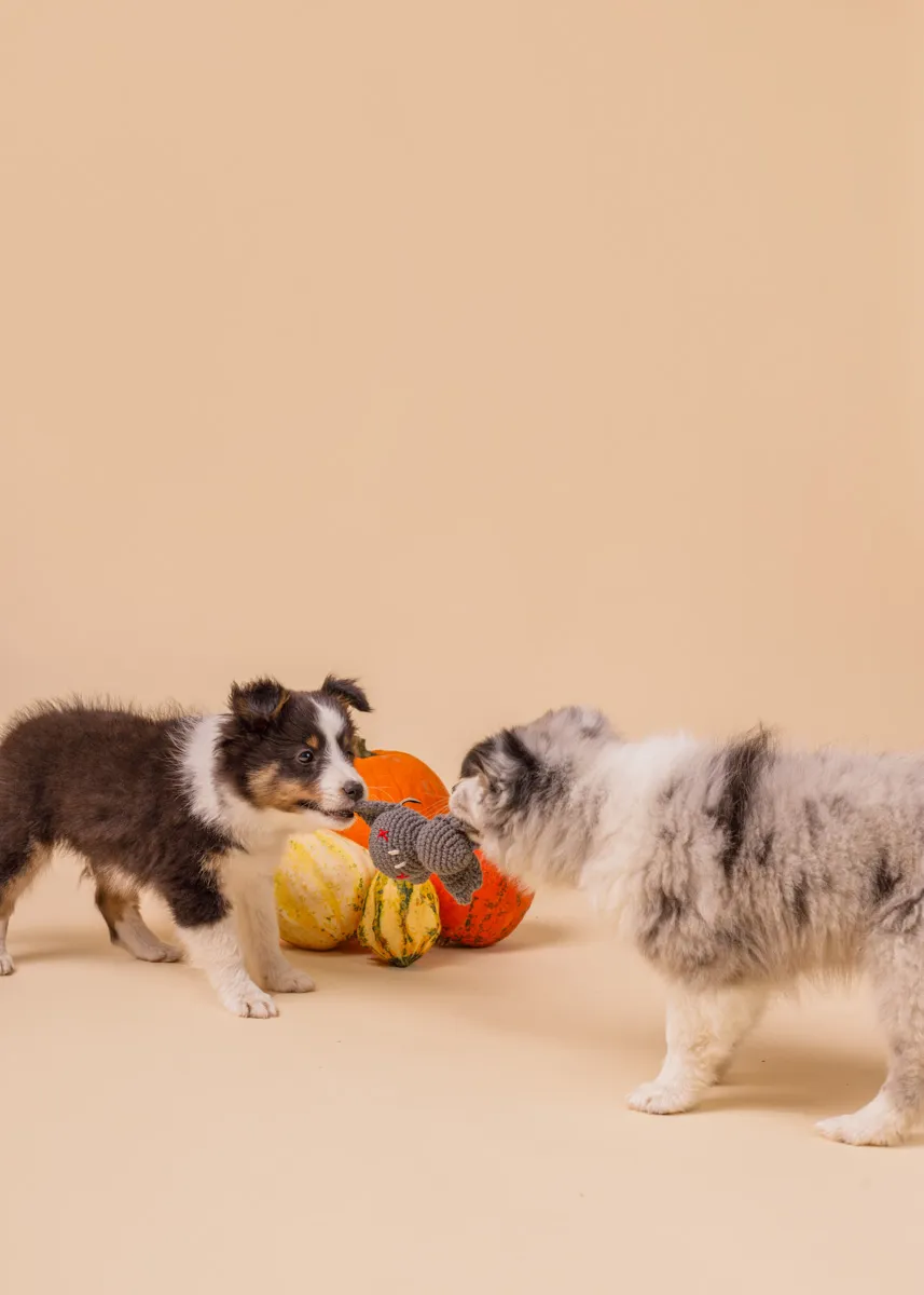 Zdjęcie produktowe reklamowe dla branży zoologicznej zwierzęcej fotografia zwierząt rzeszów krakow warszawa094 wynik