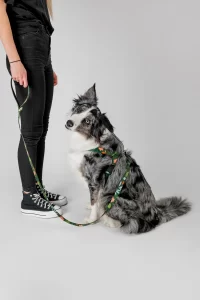 Zdjęcie produktowe reklamowe dla branży zoologicznej zwierzęcej fotografia zwierząt rzeszów krakow warszawa095 wynik